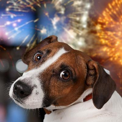 A kutya egy életre felelősség, szilveszterkor is legyünk felelős, tudatos gazdik A kutya egy életre felelősség, szilveszterkor is legyünk felelős, tudatos gazdik