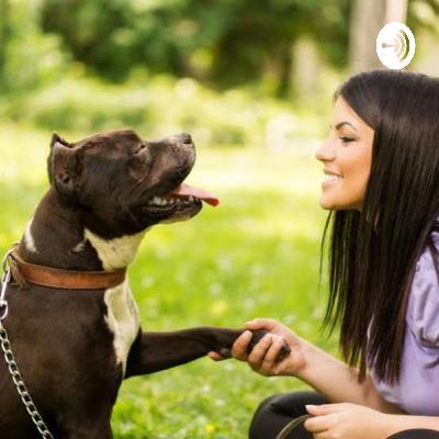 ¿Como educar a tu perro? Parte 1