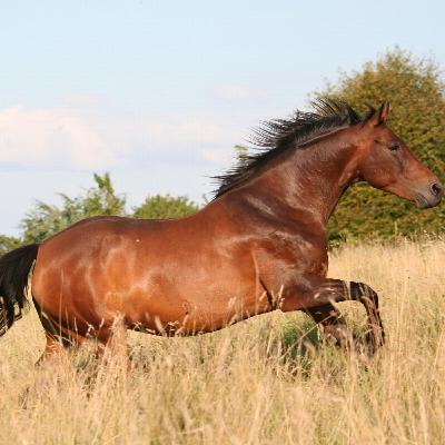 Sin riendas, pero con propósito...