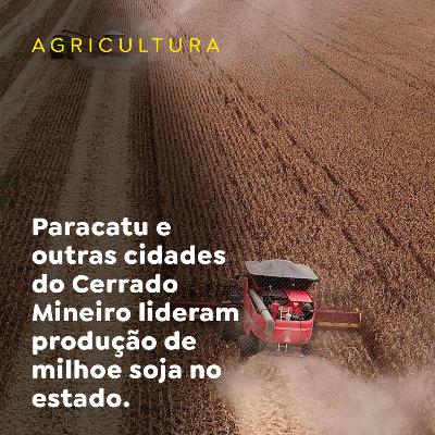 Paracatu e outras cidades do Cerrado Mineiro lideram produção de milho e soja no estado