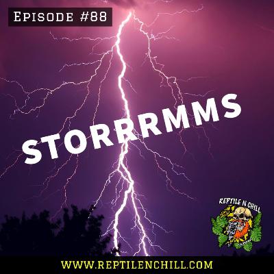Talking about Storms - 88 Reptile n Chill Talking about Storms - 88 Reptile n Chill
