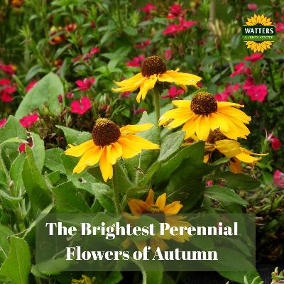 🌻 The Brightest Perennial Flowers of Autumn