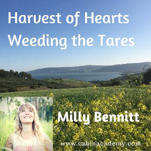 Harvest of Hearts Weeding the Tares