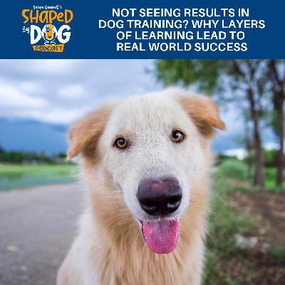 Not Seeing Results In Dog Training? Why Layers Of Learning Lead To Real World Success #307