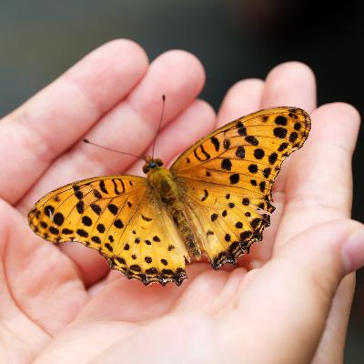 El duelo perinatal El duelo perinatal