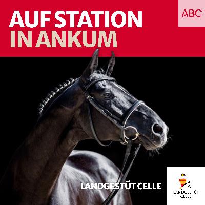 Auf Deckstation in Ankum Auf Deckstation in Ankum