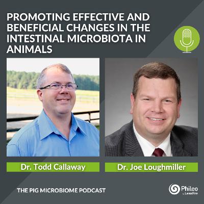 #SHORTS: Promoting effective and beneficial changes in the intestinal microbiota in animals
