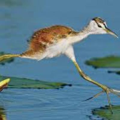 Odd Birds & Outcasts ep 1