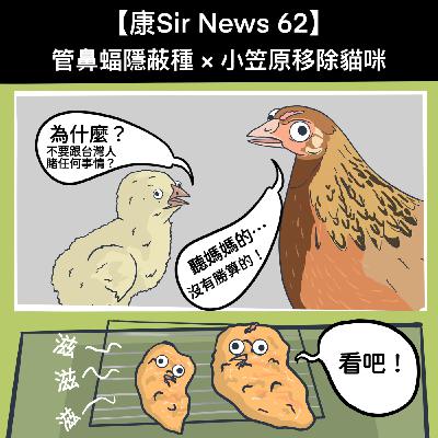 【康Sir News 62】管鼻蝠隱蔽種 × 小笠原移除貓咪