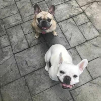 Episode 39: "Little Frenchies Can Actually be Pretty Ferocious":  Client Spotlight on Lily and Lola