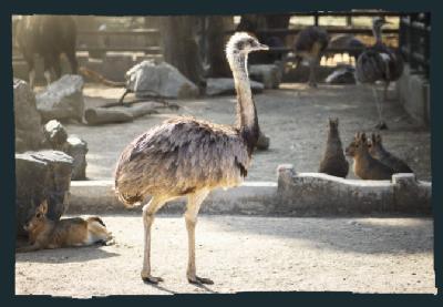 Entrevista a Daniel Ibarrola sobre gripe aviar en el zoo de Córdoba