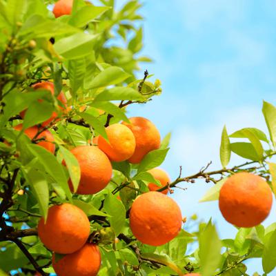 GOD WANTS YOU TO BE FRUITFUL (PASTOR JOYCE ADJEI)
