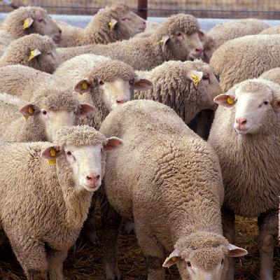 Sheep Szn ๐ Sheep Szn ๐