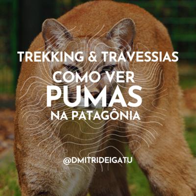 Como ver pumas na Patagônia!