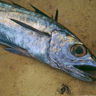 Kalt wie ein Fisch