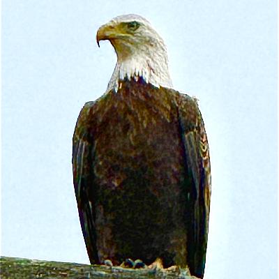 Competitive Endurance, Bald Eagles, & Bagels with No Holes Competitive Endurance, Bald Eagles, & Bagels with No Holes