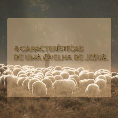 4 Caracteristica de uma ovelha de Jesus 4 Caracteristica de uma ovelha de Jesus