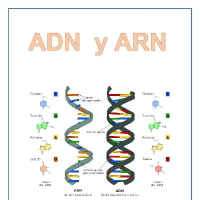 ADN-ARN. ESTRUCTURA Y CARACTERÍSTICAS