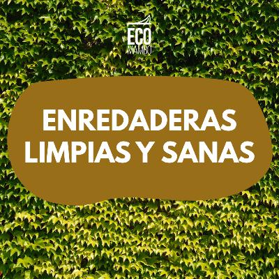 Enredaderas sanas