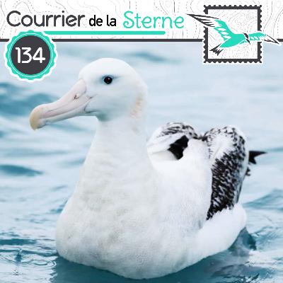 CDLS#134 : L'aile ou la cuisse ?