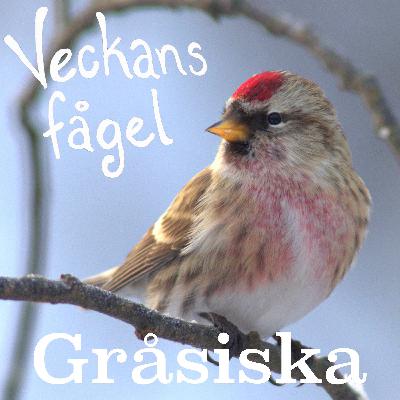 Gråsiska