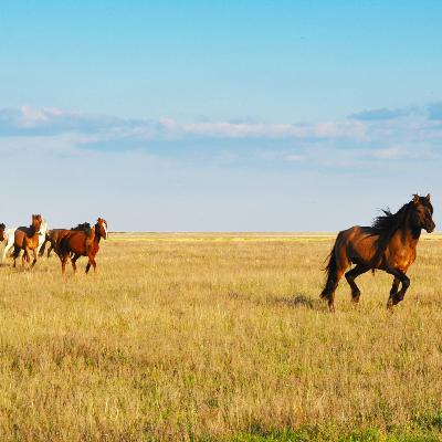 Episode 18: Journey Across Kazakhstan