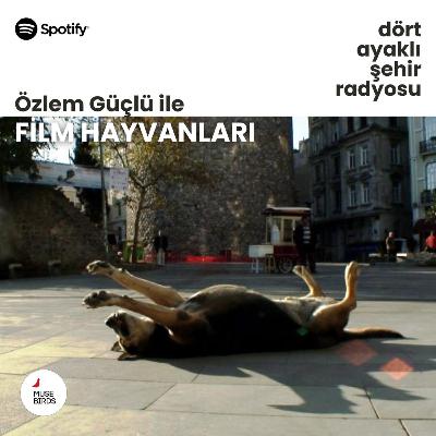Film Hayvanları - Özlem Güçlü | Taşkafa’nın Hayaleti Film Hayvanları - Özlem Güçlü | Taşkafa’nın Hayaleti