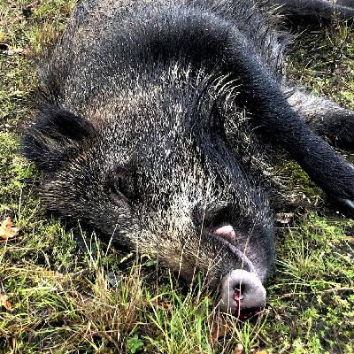 Brutala metoden som stoppade svinpest i Kina