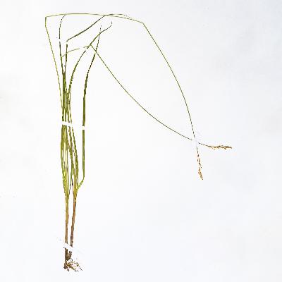 Цапля Цапля