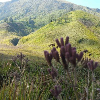Eps. 22 : TENTANG BINTANGKU