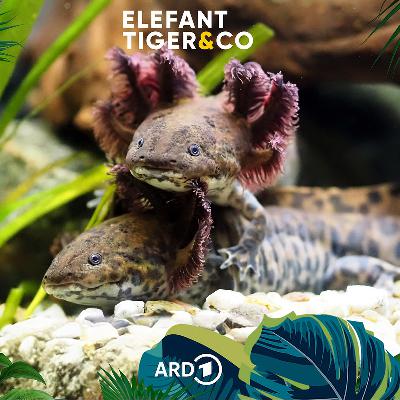 Der Querzahnmolch - lebenslang Larve