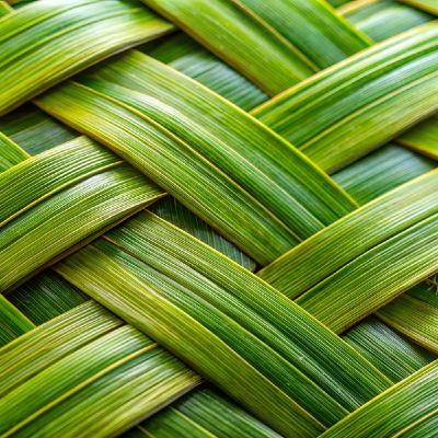 Grupos ecologistas: su actividad principal Grupos ecologistas: su actividad principal