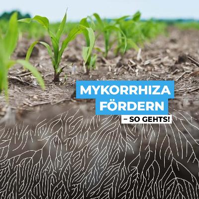Mykorrhiza verstehen & nutzen – So stärkst du deinen Boden nachhaltig
