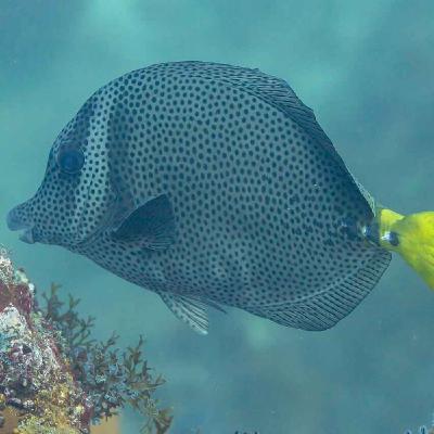 Facts: The Razor Surgeonfish Facts: The Razor Surgeonfish