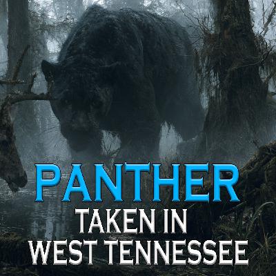 Black Panter Taken in West Tennessee