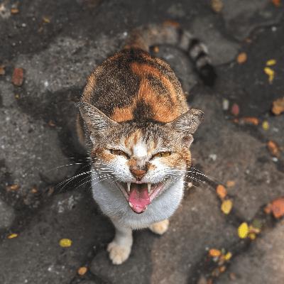 Mrs Pussy In Trouble