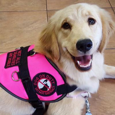 The Basics of Training a Service Dog