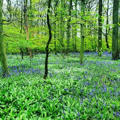 Episode 17 - Leeds Country Way (1) to Barwick in Elmet