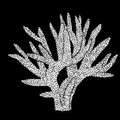 The Staghorn Coral