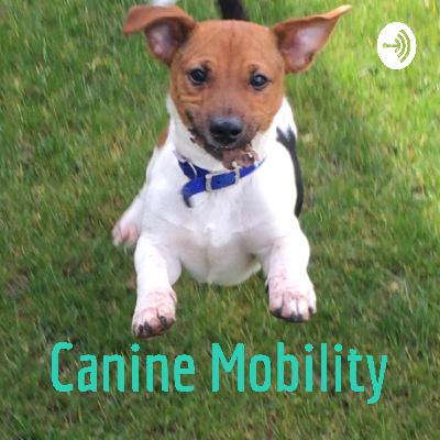 Canine Mobility Episode 2