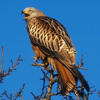 124. Aves amenazadas en Cantabria 124. Aves amenazadas en Cantabria