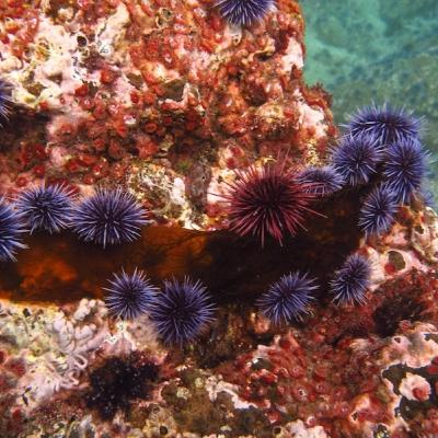 There are sea urchins and then there are sea urchins that wear hats!