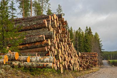 Metsänlannoituksen vaikutukset