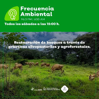 Episodio 203. Restauración de bosques a través de prácticas silvopastoriles y agroforestales