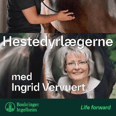 Klinisk ernæring med Ingrid Vervuert, afsnit 4 - Fodring af musklerne