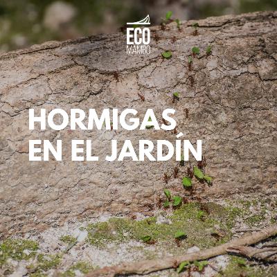 Hormiga cortadora en el jardín