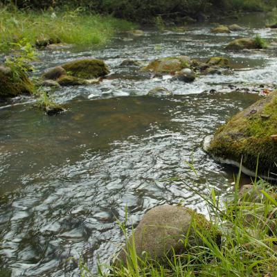 Bear Creek in the Morning