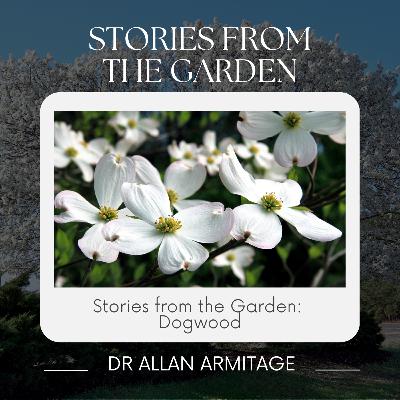 Stories from the Garden: What does a dog have to do with Dogwoods?