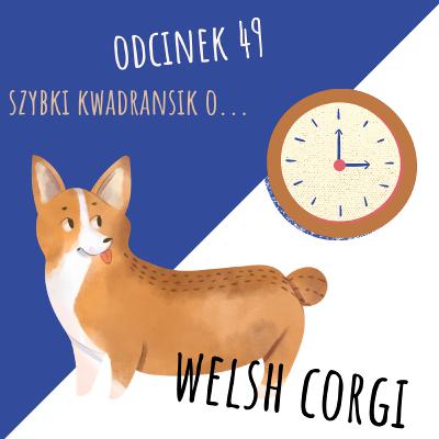 049 - Szybki kwadransik o Welsh Corgi