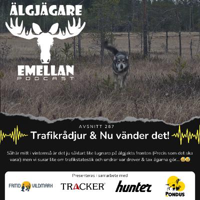 267. Trafikrådjur & Nu vänder det! 267. Trafikrådjur & Nu vänder det!